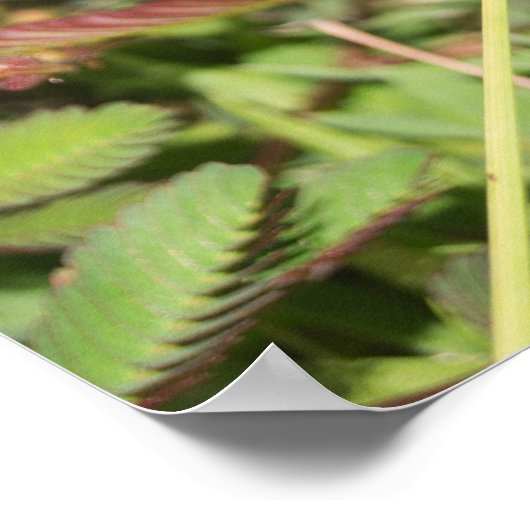 Dragonfly Poster (Ecke)