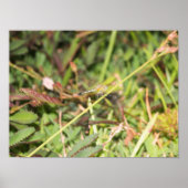 Dragonfly Poster (Vorne)