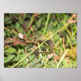 Dragonfly Poster