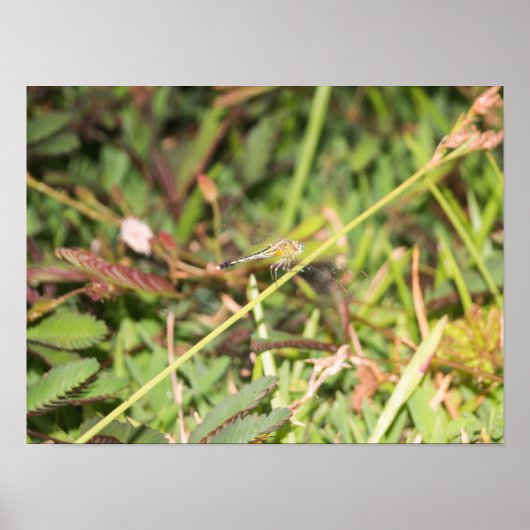 Dragonfly Poster (Vorne)