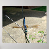 Dragonfly Poster (Vorne)