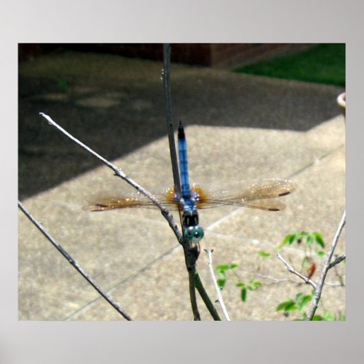 Dragonfly Poster (Vorne)