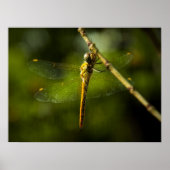 Dragonfly Poster (Vorne)