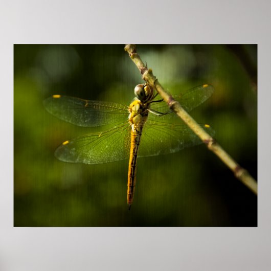 Dragonfly Poster (Vorne)