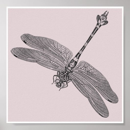 Dragonfly Poster (Vorne)