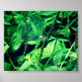 Dragonfly Poster (Vorne)