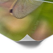 Dragonfly Poster (Ecke)