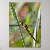 Dragonfly Poster (Vorne)
