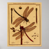 Dragonfly Poster (Vorne)