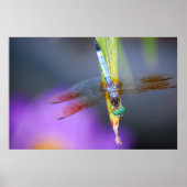 Dragonfly - Poster / Druck (Vorne)