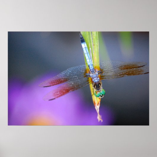 Dragonfly - Poster / Druck (Vorne)