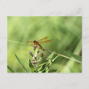 Dragonfly Postkarte