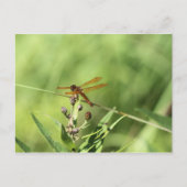 Dragonfly Postkarte (Vorderseite)