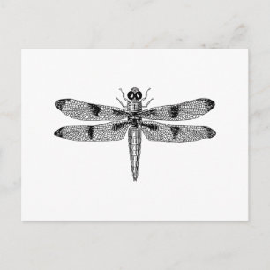 Dragonfly Postkarte