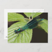 Dragonfly Postkarte (Vorne/Hinten)