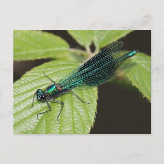 Dragonfly Postkarte (Vorderseite)