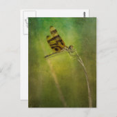 Dragonfly Postkarte (Vorne/Hinten)