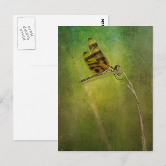 Dragonfly Postkarte (Vorne/Hinten)
