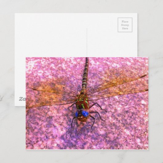 Dragonfly Postkarte (Vorne/Hinten)