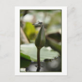 Dragonfly Postkarte (Vorderseite)