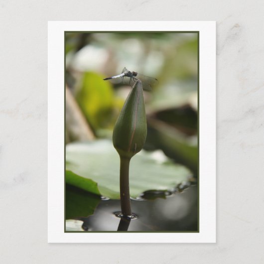 Dragonfly Postkarte (Vorderseite)