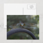 Dragonfly Postkarte (Vorne/Hinten)