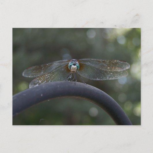 Dragonfly Postkarte (Vorderseite)