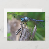 Dragonfly Postkarte (Vorne/Hinten)