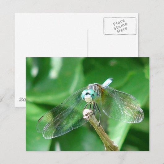 Dragonfly Postkarte (Vorne/Hinten)