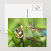 Dragonfly Postkarte (Vorne/Hinten)