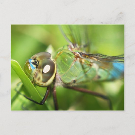 Dragonfly Postkarte (Vorderseite)