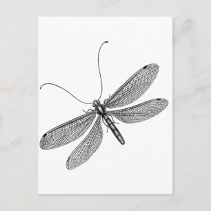 Dragonfly Postkarte