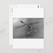 Dragonfly Postkarte (Vorne/Hinten)