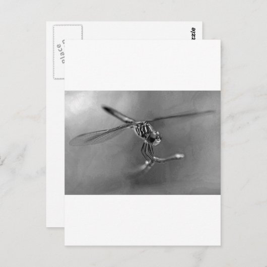 Dragonfly Postkarte (Vorne/Hinten)