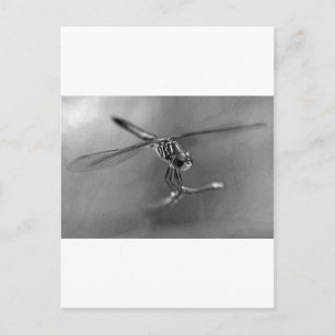Dragonfly Postkarte