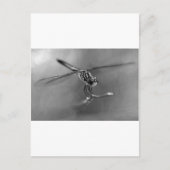 Dragonfly Postkarte (Vorderseite)
