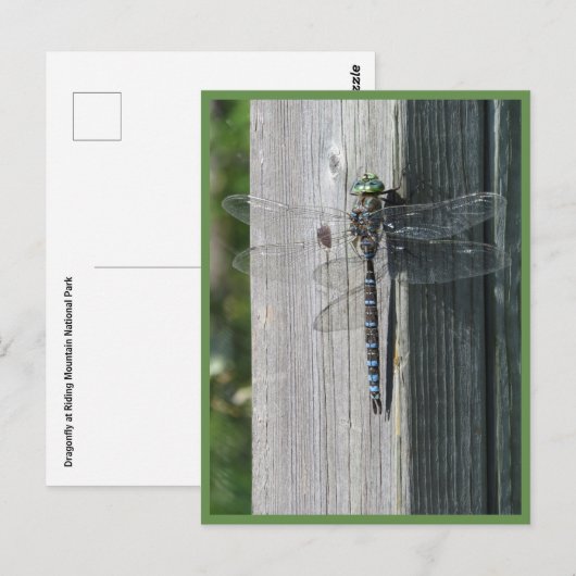 Dragonfly Postkarte (Vorne/Hinten)