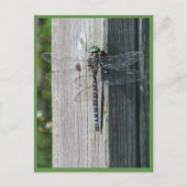 Dragonfly Postkarte (Vorderseite)
