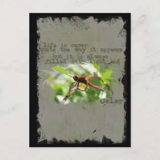 Dragonfly Postkarte