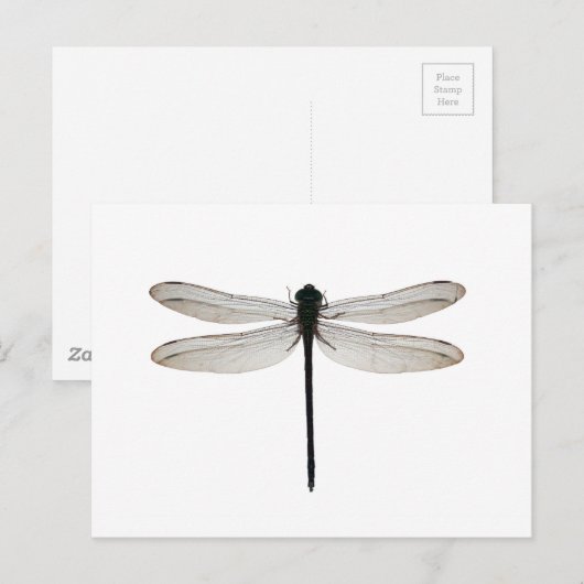 Dragonfly Postkarte (Vorne/Hinten)