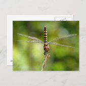 Dragonfly Postkarte (Vorne/Hinten)