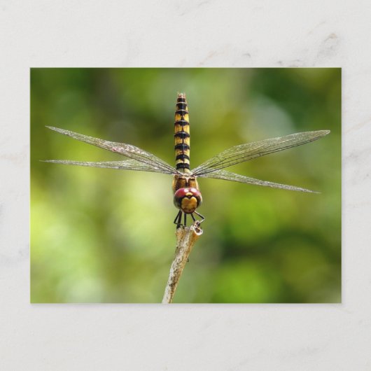 Dragonfly Postkarte (Vorderseite)