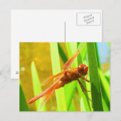 Dragonfly Postkarte (Vorne/Hinten)