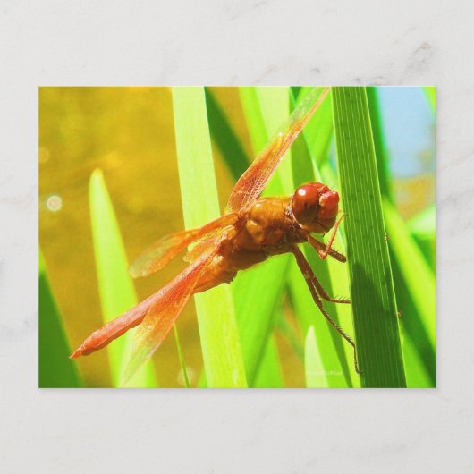 Dragonfly Postkarte (Vorderseite)