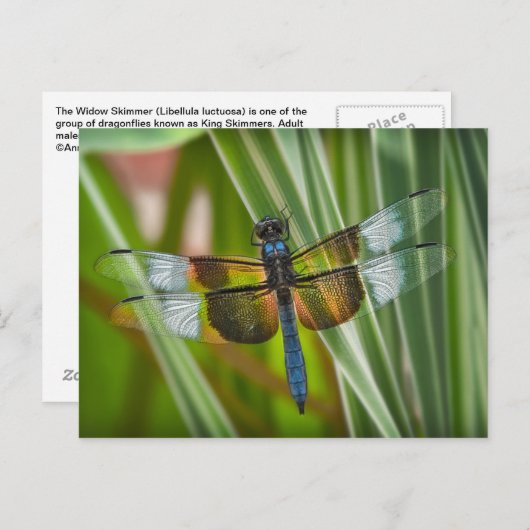 Dragonfly Postkarte (Vorne/Hinten)