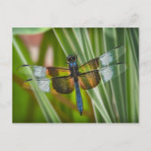 Dragonfly Postkarte (Vorderseite)