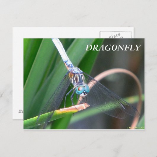 Dragonfly Postkarte (Vorne/Hinten)