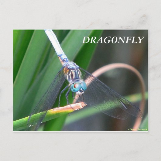 Dragonfly Postkarte (Vorderseite)