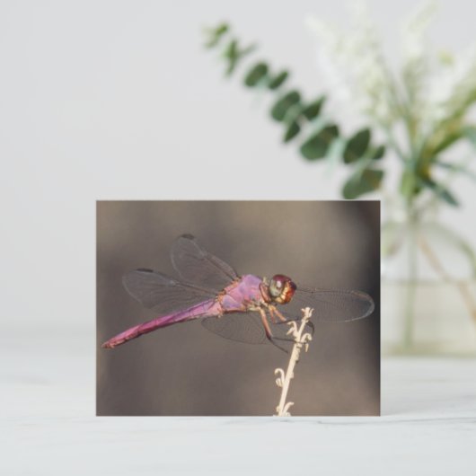 Dragonfly Postkarte (Stehend Vorderseite)