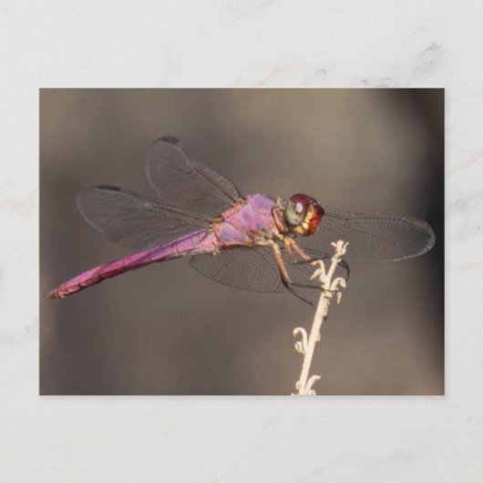 Dragonfly Postkarte (Vorderseite)